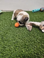 Leah Ckc, a female Shih Tzu for sale in Blairsville, GA – Photo 5 of 10