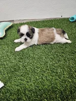 Leah Ckc, a female Shih Tzu for sale in Blairsville, GA – Photo 3 of 10