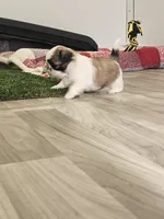 Leah Ckc, a female Shih Tzu for sale in Blairsville, GA – Photo 8 of 10