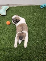 Leah Ckc, a female Shih Tzu for sale in Blairsville, GA – Photo 7 of 10