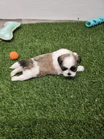 Leah Ckc, a female Shih Tzu for sale in Blairsville, GA – Photo 4 of 10