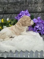 Duncan Ckc, a male Poodle - Standard  for sale in Blairsville, GA – 4 of 5