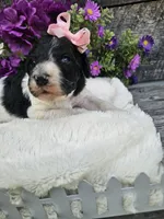 Lacey Ckc, a female Poodle - Standard  for sale in Blairsville, GA – 2 of 5