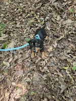 Oscar Ckc, a male Miniature Dachshund for sale in Blairsville, GA – 5 of 9
