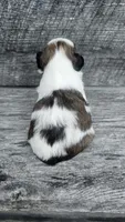 Scooby Ckc, a male Shih Tzu for sale in Blairsville, GA – 2 of 4