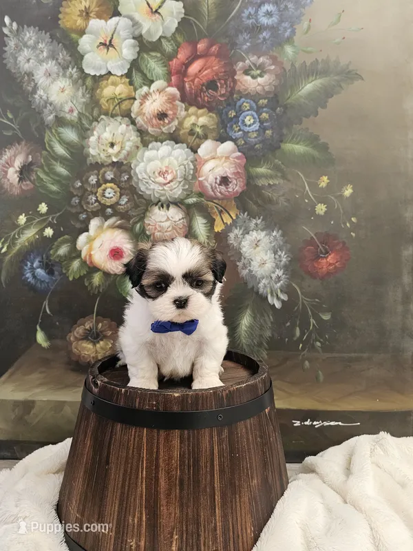 Scooby Ckc – Shih Tzu puppy for sale in Blairsville, GA