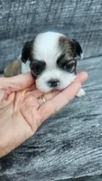 Jazz Ckc, a male Shih Tzu for sale in Blairsville, GA – 4 of 5
