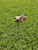 Dexter , a male Shorkie for sale in Blairsville, GA – 3 of 9