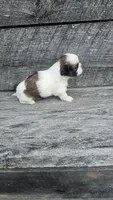 Roxy Ckc, a female Shih Tzu for sale in Blairsville, GA – 3 of 4