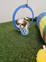 Luke Ckc, a male Shih Tzu for sale in Blairsville, GA – Photo 6 of 8