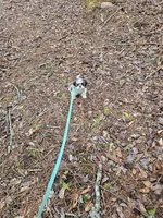 Luke Ckc, a male Shih Tzu for sale in Blairsville, GA – Photo 8 of 8