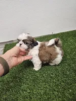 Luke Ckc, a male Shih Tzu for sale in Blairsville, GA – Photo 4 of 8