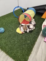 Luke Ckc, a male Shih Tzu for sale in Blairsville, GA – Photo 7 of 8