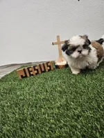 Luke Ckc, a male Shih Tzu for sale in Blairsville, GA – Photo 5 of 8