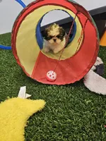 Luke Ckc, a male Shih Tzu for sale in Blairsville, GA – Photo 2 of 8