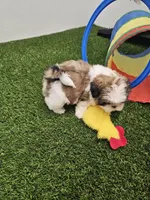 Luke Ckc, a male Shih Tzu for sale in Blairsville, GA – Photo 3 of 8