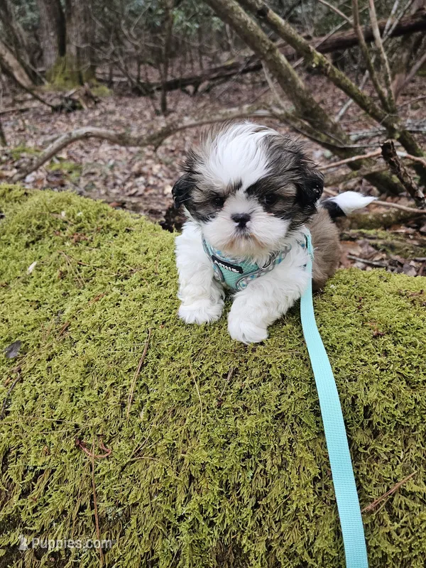 Luke Ckc – Shih Tzu puppy for sale in Blairsville, GA
