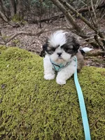 Luke Ckc, a male Shih Tzu for sale in Blairsville, GA – Photo 1 of 8