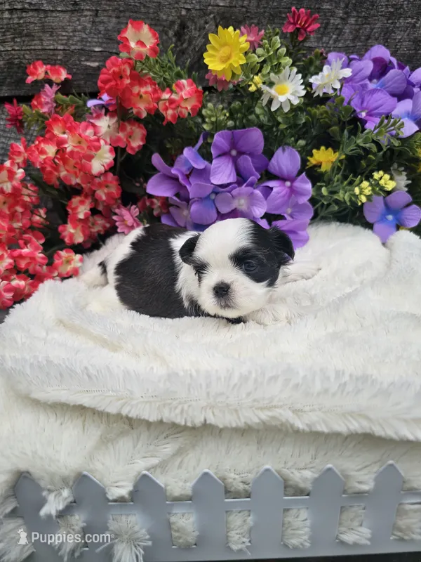 Nina Ckc  – Shih Tzu puppy for sale in Blairsville, GA