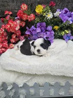 Nina Ckc , a female Shih Tzu for sale in Blairsville, GA – 1 of 4