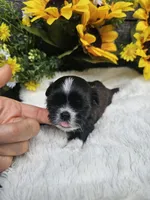 Scruffy Ckc, a male Shih Tzu for sale in Blairsville, GA – 4 of 4
