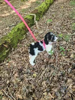 Zelda Ckc, a female Poodle - Standard  for sale in Blairsville, GA – 10 of 10