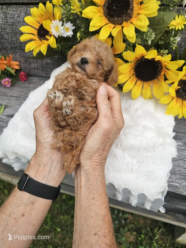 Copper Ckc – Poodle - Toy  puppy for sale in Blairsville, GA