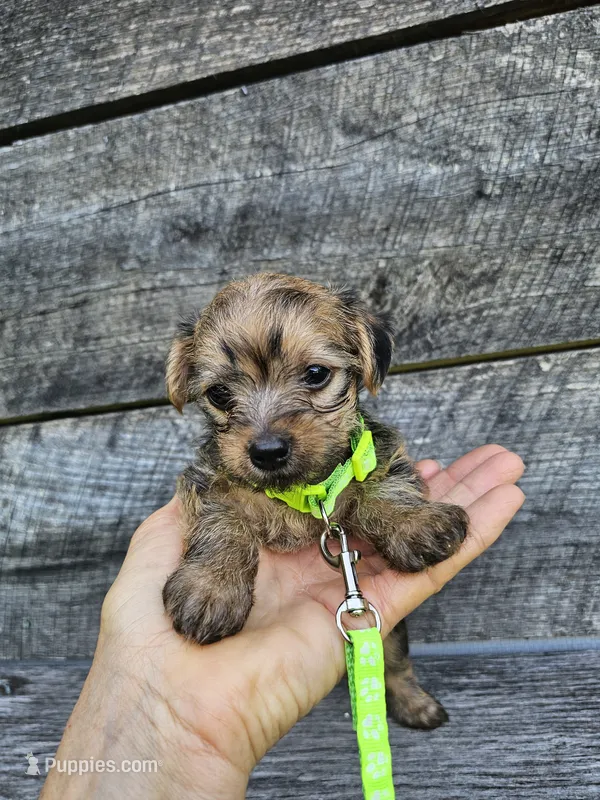 Dasher  – Yorkshire Terrier, Miniature Dachshund puppy for sale in Blairsville, GA