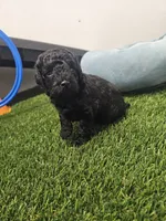 Jagger Ckc, a male Poodle - Toy  for sale in Blairsville, GA – 10 of 10