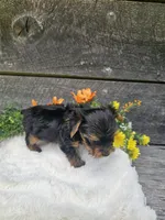 Zeke Ckc, a male Yorkshire Terrier for sale in Blairsville, GA – 4 of 4