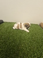 Benji Ckc, a male Shih Tzu for sale in Blairsville, GA – 10 of 10