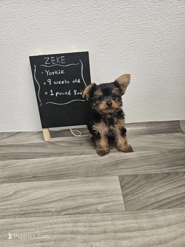 Zeke Ckc – Yorkshire Terrier puppy for sale in Blairsville, GA