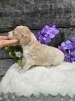 Duncan Ckc, a male Poodle - Standard  for sale in Blairsville, GA – 3 of 5