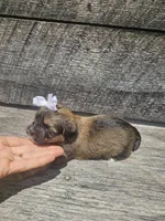 Georgie , a female Shorkie for sale in Blairsville, GA – 6 of 9