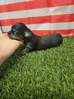 Jasmo , a female Yorkshire Terrier and Miniature Dachshund for sale in Blairsville, GA – 1 of 3