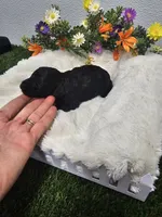 Ebony Ckc, a male Poodle - Toy  for sale in Blairsville, GA – 4 of 6