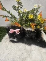 Willow Ckc, a female Shih Tzu for sale in Blairsville, GA – 1 of 8