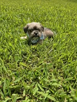 Dexter , a male Shorkie for sale in Blairsville, GA – 5 of 9