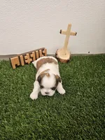 Theo Ckc, a male Shih Tzu for sale in Blairsville, GA – Photo 4 of 6