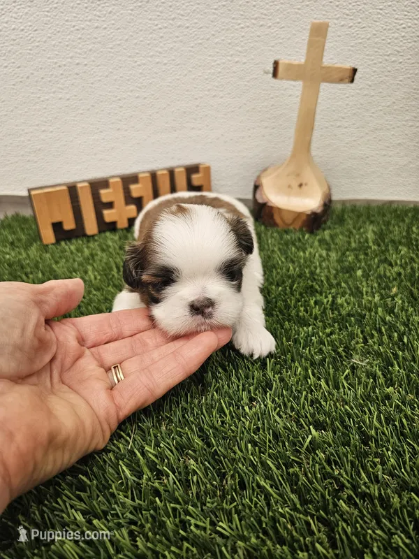 Theo Ckc, a male Shih Tzu for sale in Blairsville, GA – Photo 1 of 6