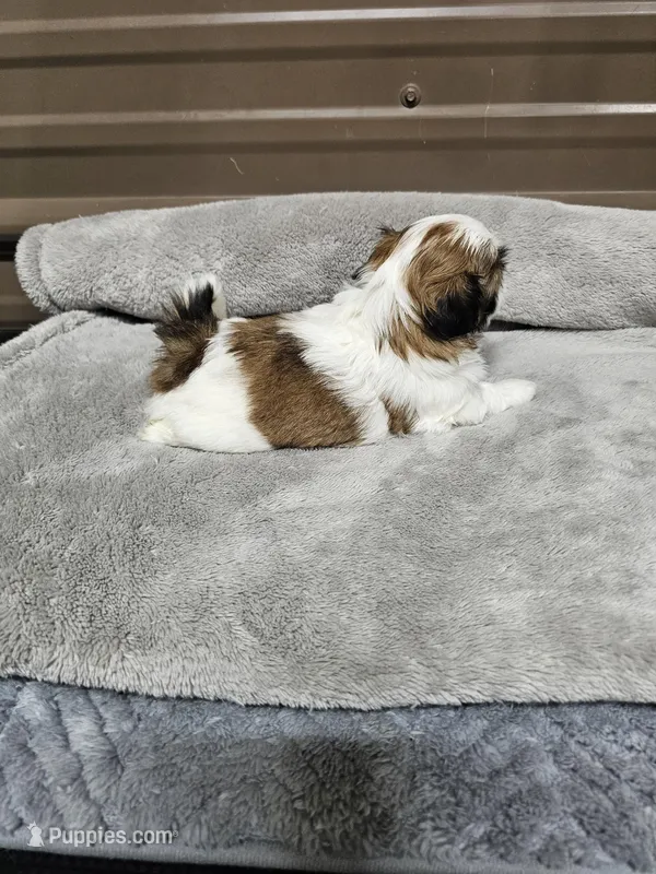 Theo Ckc – Shih Tzu puppy for sale in Blairsville, GA