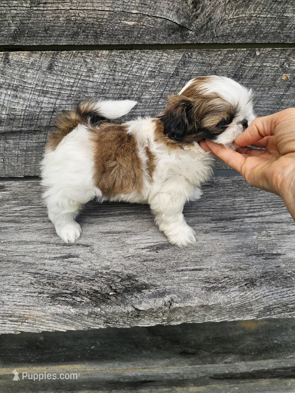 Theo Ckc – Shih Tzu puppy for sale in Blairsville, GA