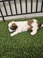 Theo Ckc, a male Shih Tzu for sale in Blairsville, GA – Photo 3 of 6