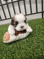 Theo Ckc, a male Shih Tzu for sale in Blairsville, GA – Photo 2 of 6