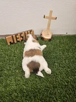 Theo Ckc, a male Shih Tzu for sale in Blairsville, GA – Photo 5 of 6