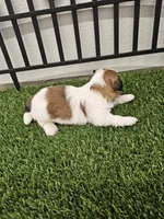 Theo Ckc, a male Shih Tzu for sale in Blairsville, GA – Photo 6 of 6