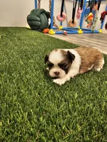 Dakota Ckc, a male Shih Tzu for sale in Blairsville, GA – 3 of 8
