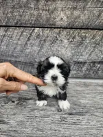 Cody Ckc, a male Shih Tzu for sale in Blairsville, GA – 1 of 4