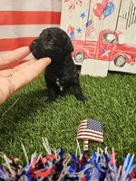 Tyson Ckc, a male Poodle - Toy  for sale in Blairsville, GA – 2 of 4