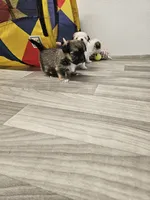 Georgie , a female Shorkie for sale in Blairsville, GA – 9 of 9
